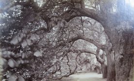 Trinity Hall Master's Garden, Cambridge University