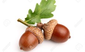 Acorns