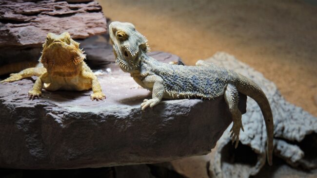 Bearded Dragons Bearded Dragons