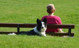 Border Collie