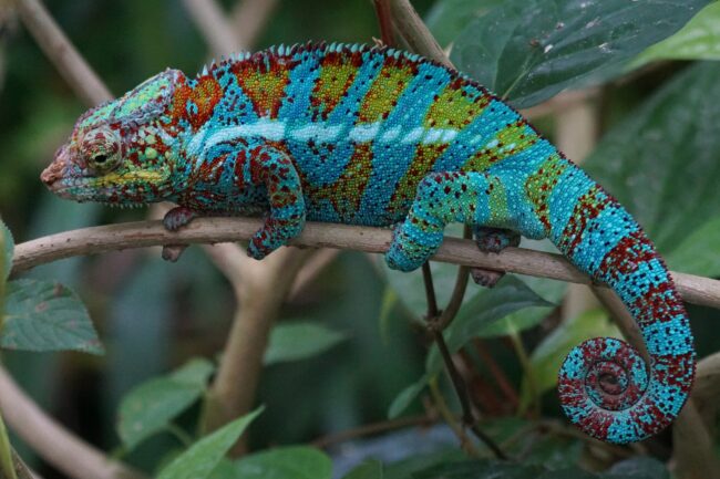 Chameleon Chameleon