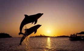 Dolphins