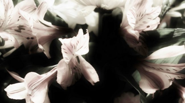 Evening Flowers Evening Flowers