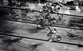 Fallen leaves