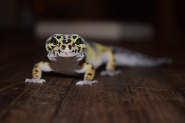 Leopard Gecko Leopard Gecko