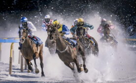 Race horses